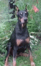 doberman