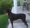doberman