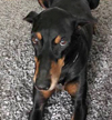 doberman