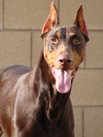 doberman
