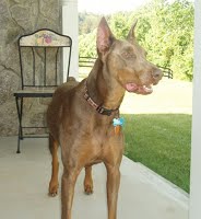 doberman