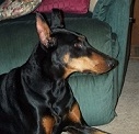 doberman