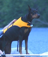 doberman