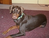 doberman