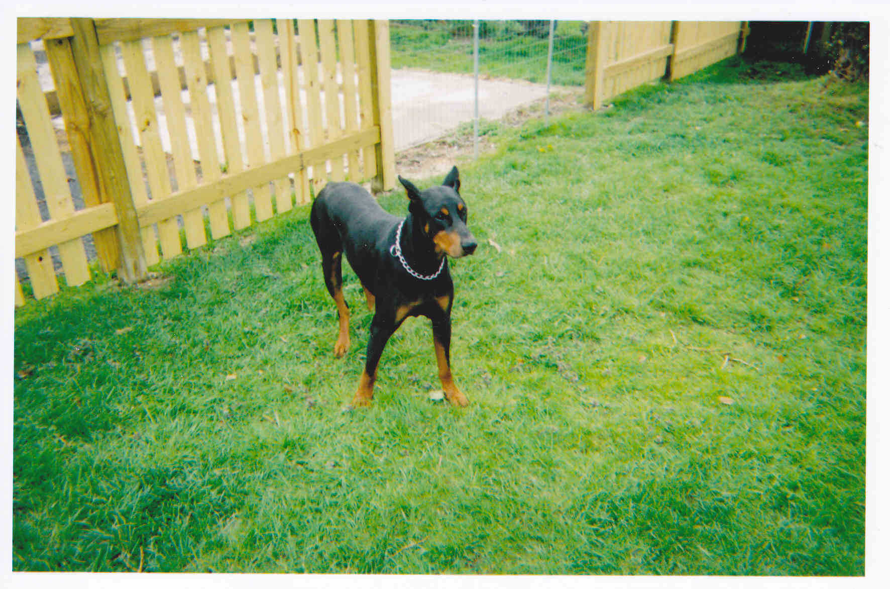 doberman