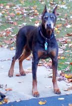 doberman