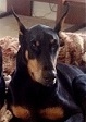 doberman