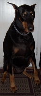 doberman