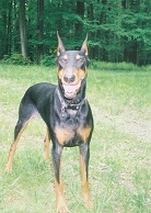 doberman