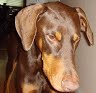 doberman