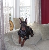 doberman