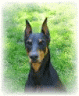 doberman