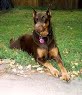 doberman