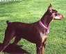 doberman