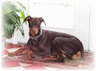 doberman