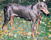 doberman