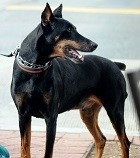 doberman
