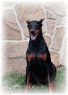 doberman