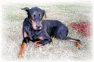 doberman