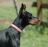 doberman