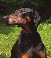 doberman