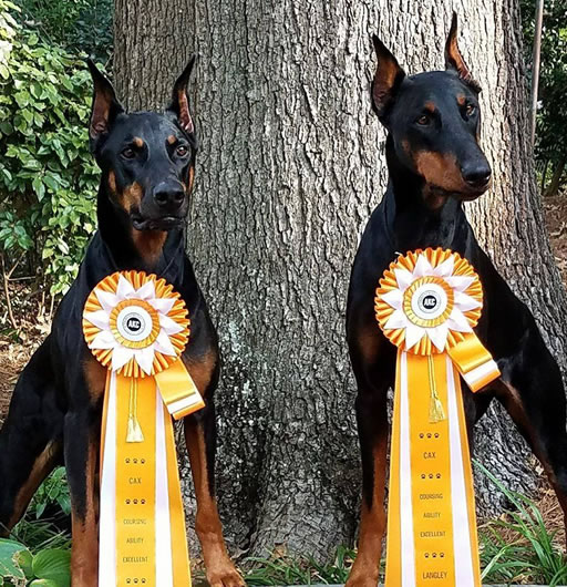 AKC Titles