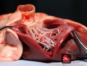heartworm disease