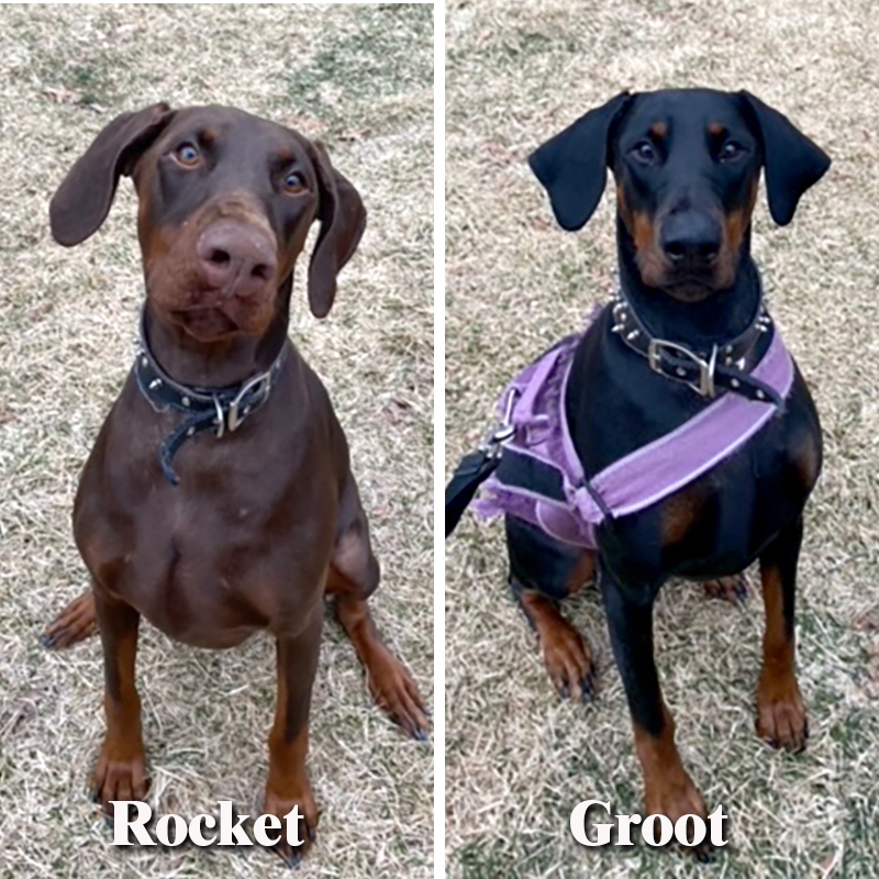 Rocket & Groot