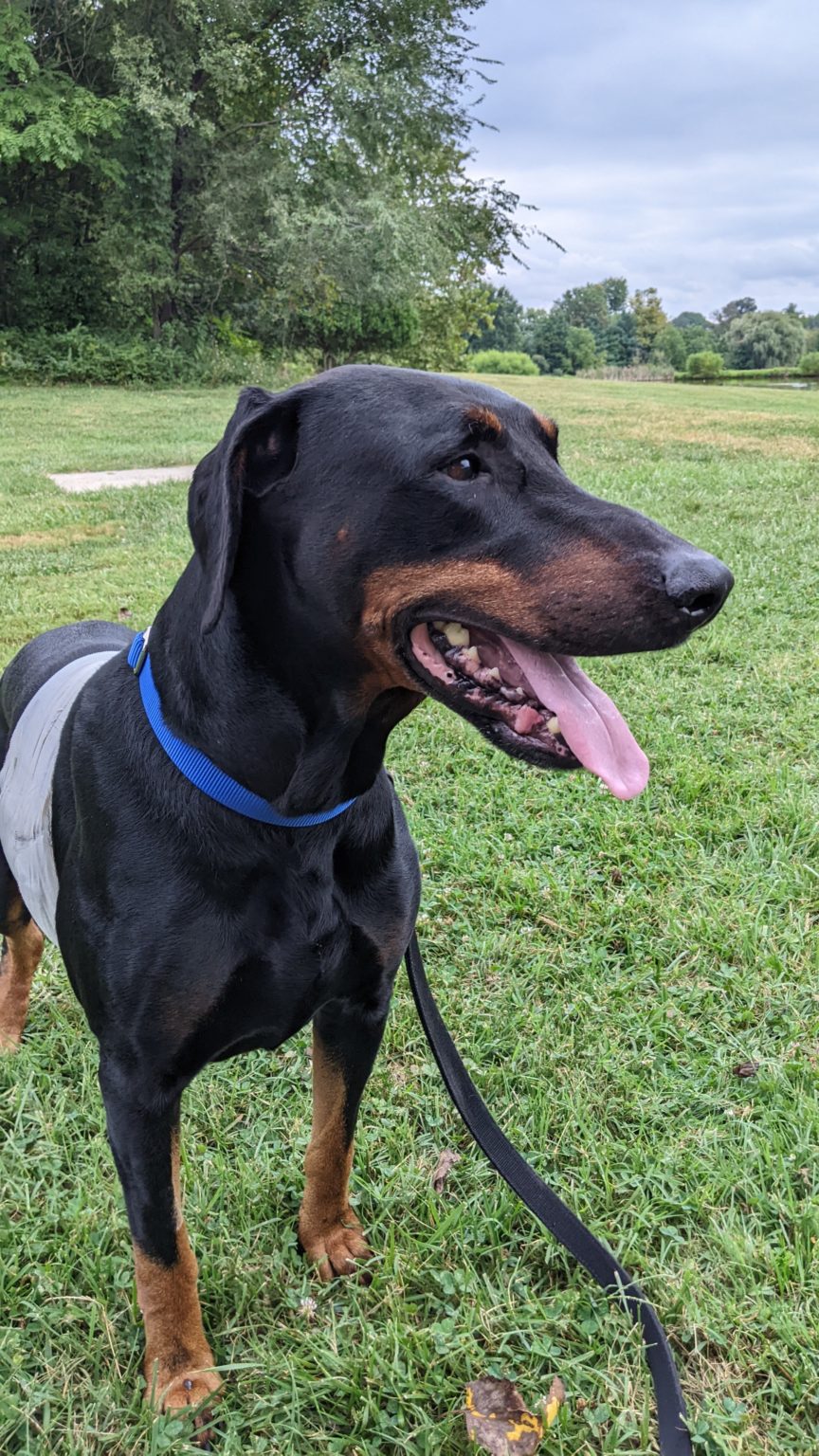 Jackson Doberman Assistance Rescue & Education