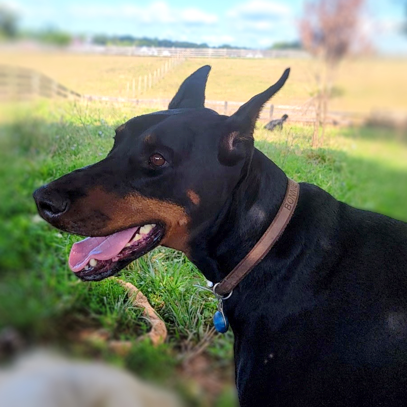 Bonnie