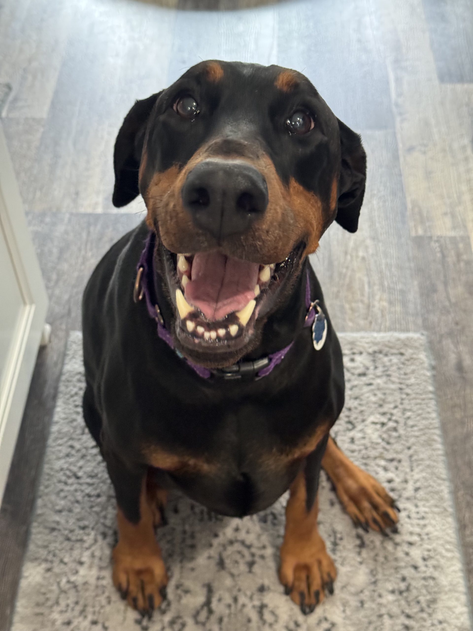 Santa Paws 2025 - Image 4