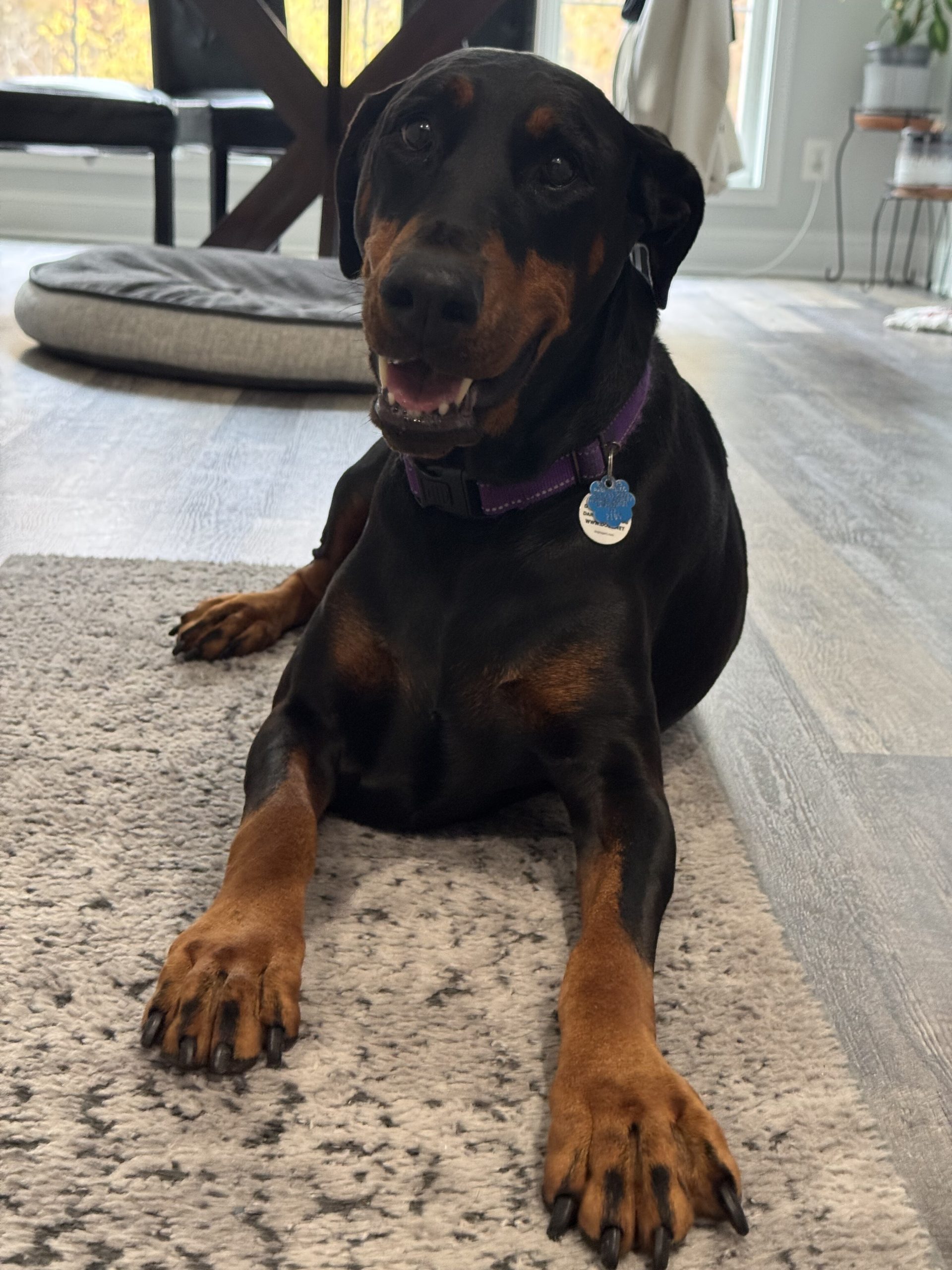 Santa Paws 2025 - Image 5