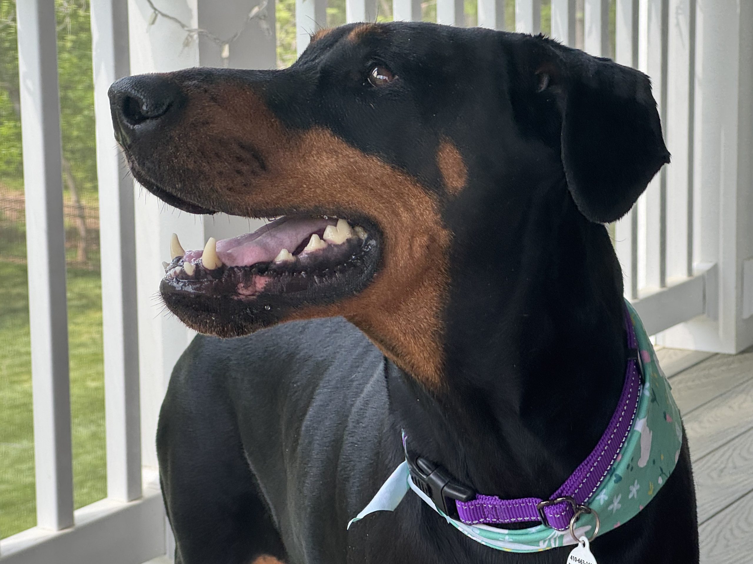 Santa Paws 2025 - Image 6