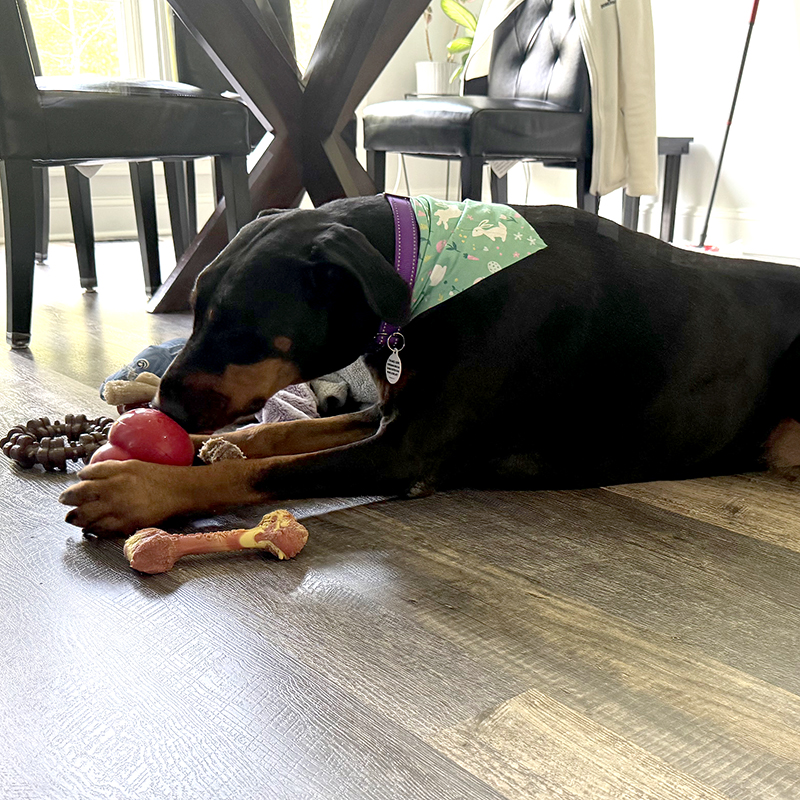 Santa Paws 2025 - Image 7