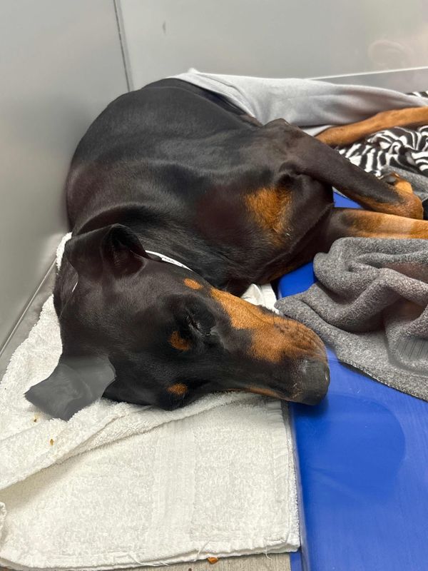 Santa Paws 2025 - Image 2