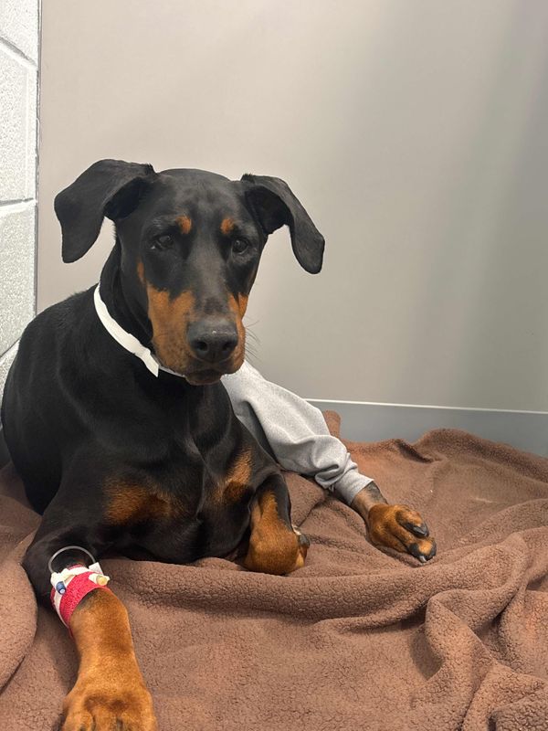 Santa Paws 2025 - Image 3