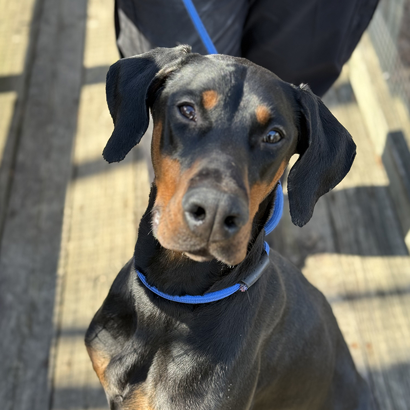 Alara Female Doberman Available for Adoption