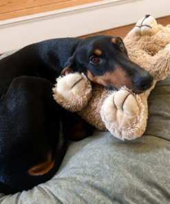Help Lucy Walk Pain-Free - Image 6