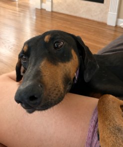 Help Lucy Walk Pain-Free - Image 7