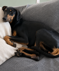 Help Lucy Walk Pain-Free - Image 4