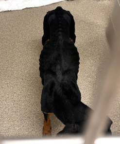 Alternative view of Help Lucy Walk Pain-Free