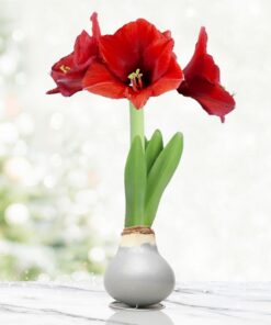 Alternative view of Beautiful Christmas Flowers