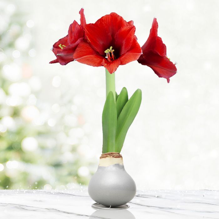 Beautiful Christmas Flowers - Image 2