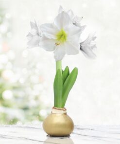 Beautiful Christmas Flowers - Image 3