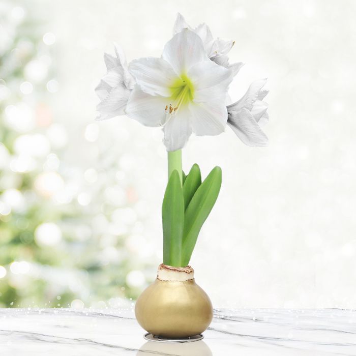 Beautiful Christmas Flowers - Image 3