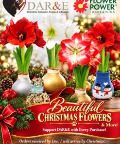 Beautiful Christmas Flowers