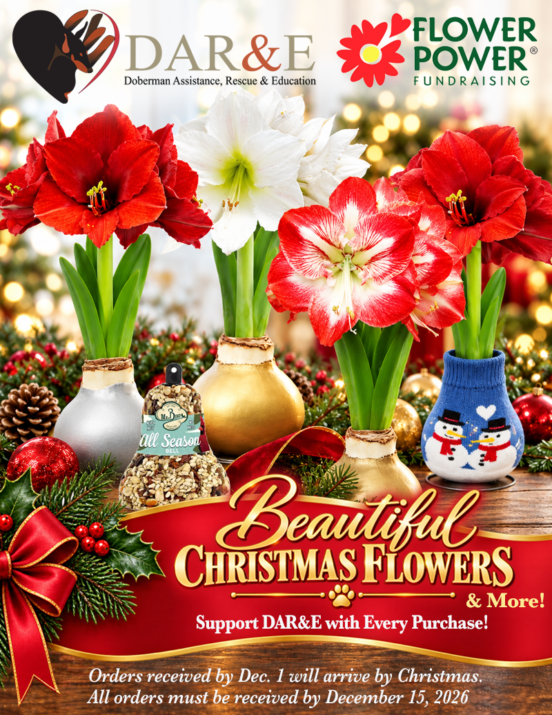 Beautiful Christmas Flowers