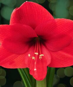 Beautiful Christmas Flowers - Image 5