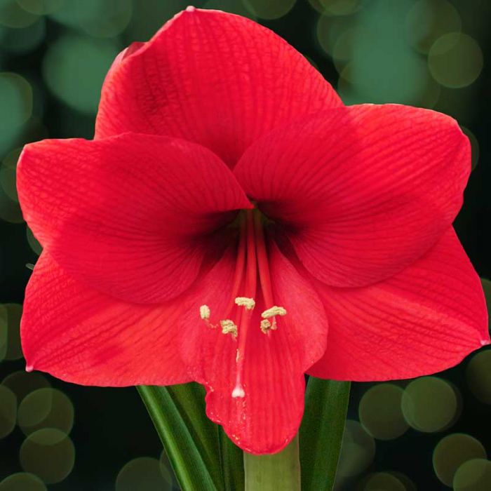 Beautiful Christmas Flowers - Image 5