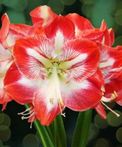 Beautiful Christmas Flowers - Image 6